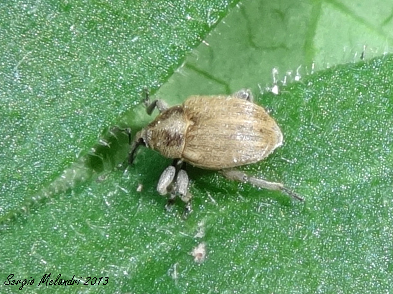 Identificazione - Sibinia pellucens (Curculionidae)